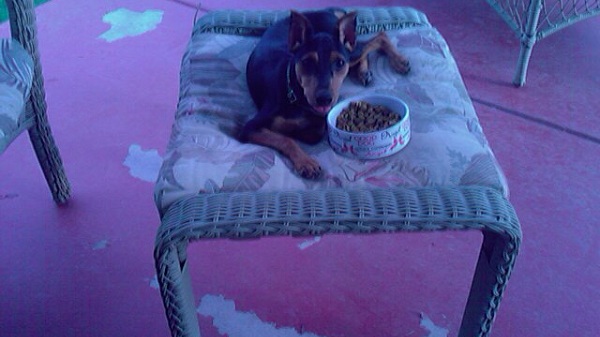 As a puppy, everyday started with breakfast on the veranda.