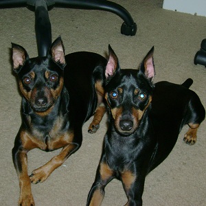 Spike and his brother Angel