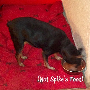 Spike steals more food!
